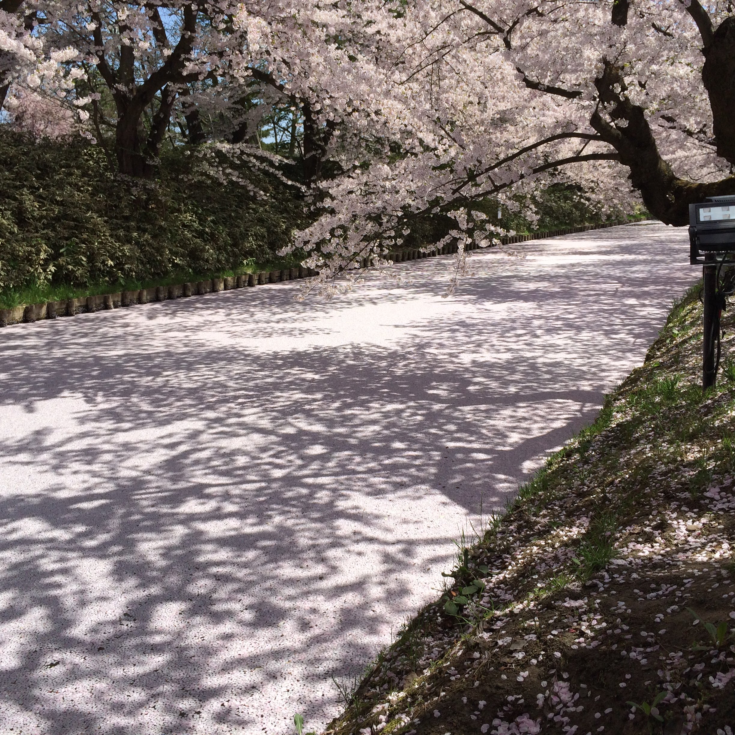 Fallen petals covering the moat like a pink carpet at Hirosaki Park