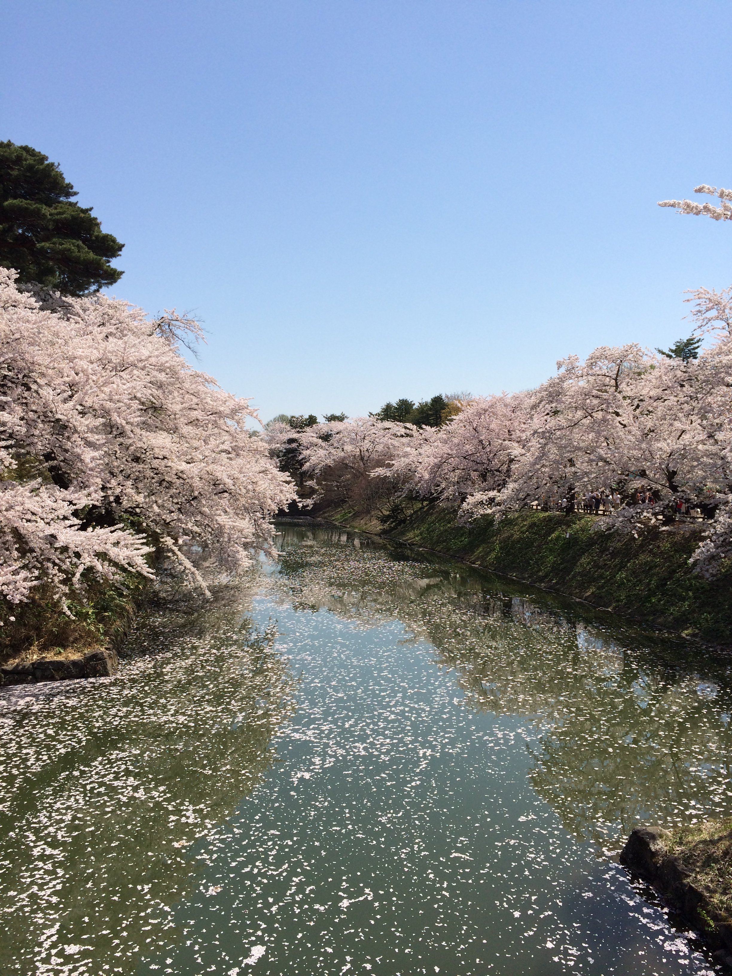 Cherry blossoms and the moat at Hirosaki Park